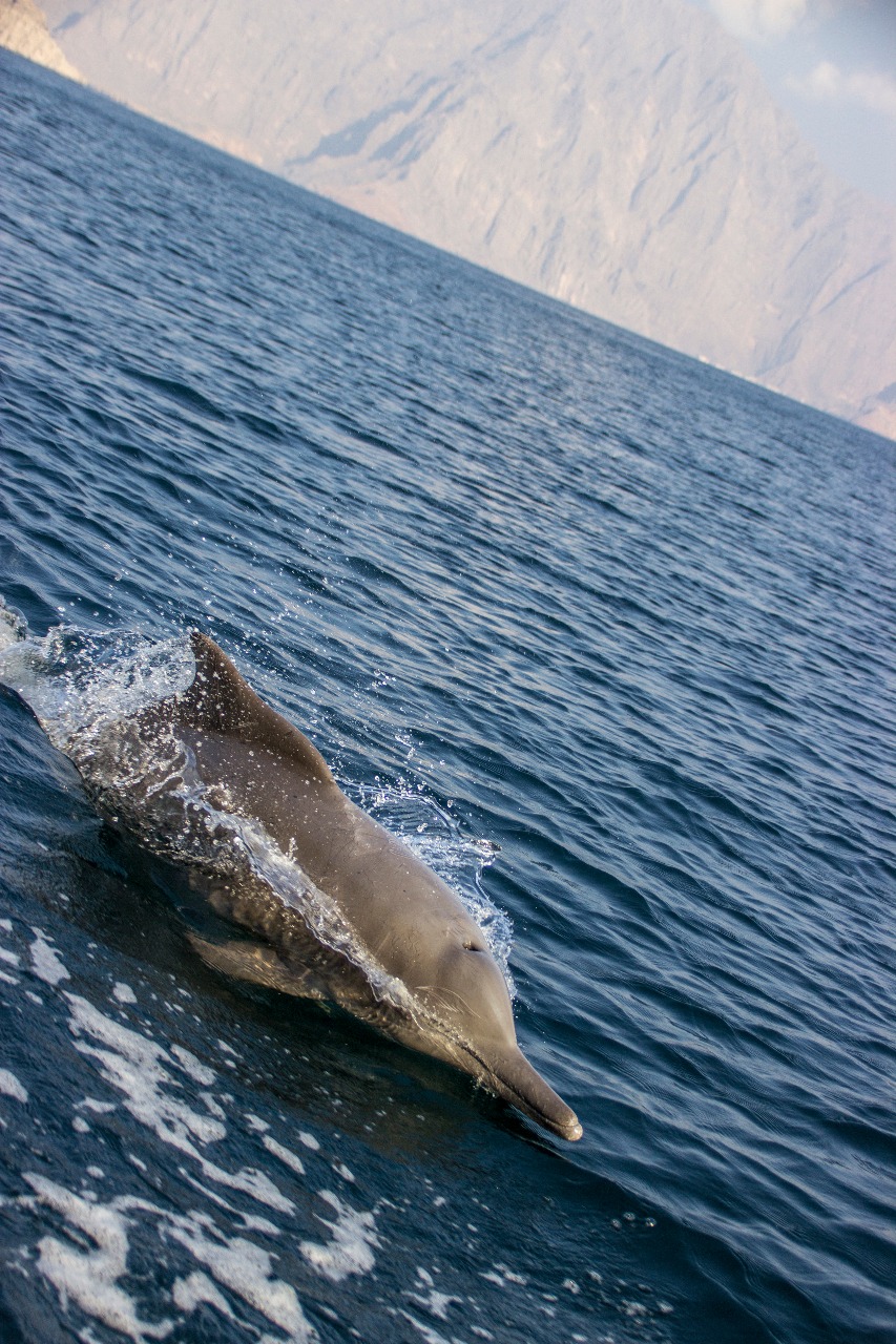 Dolphin Musandam