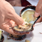 Suwaidi Pearl Oyster