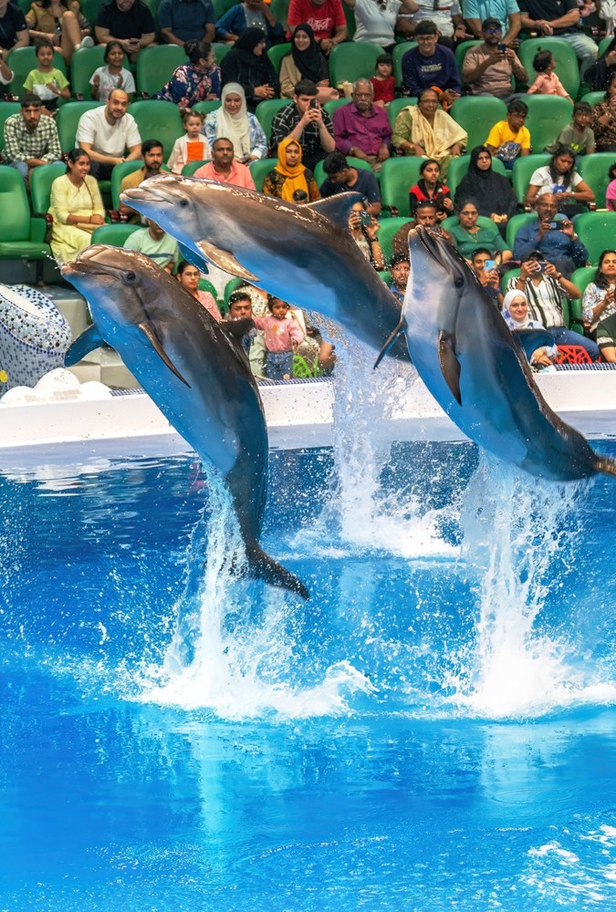 Dolphin show dolphinarium