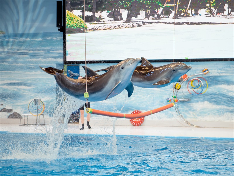 Dolphin show dubai