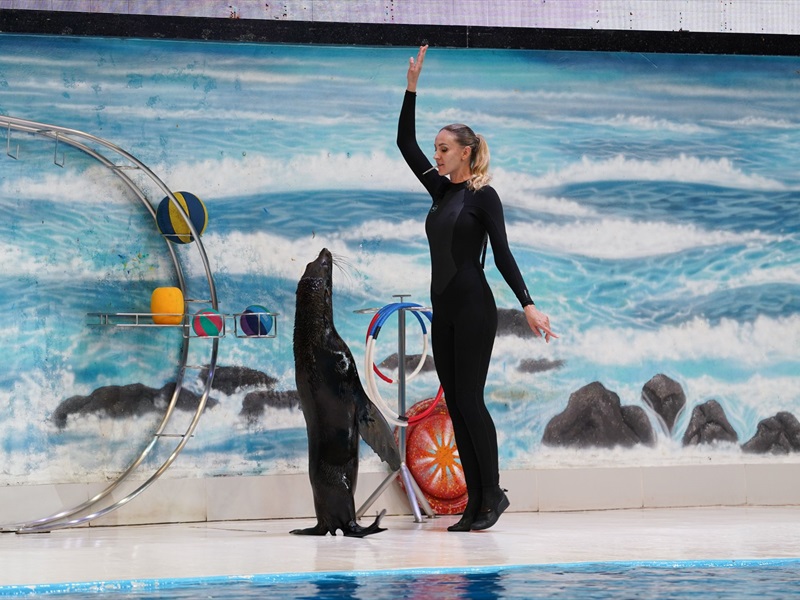 Seal Show Dubai