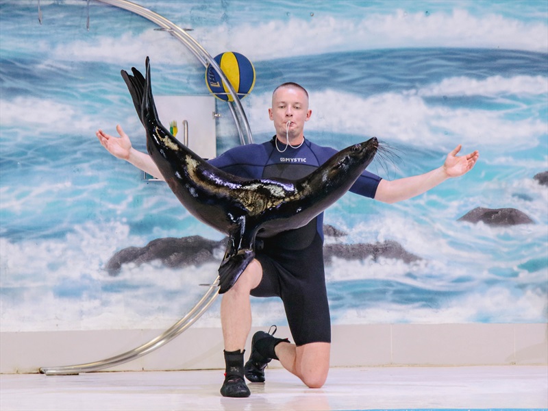 Seal show dubai creek