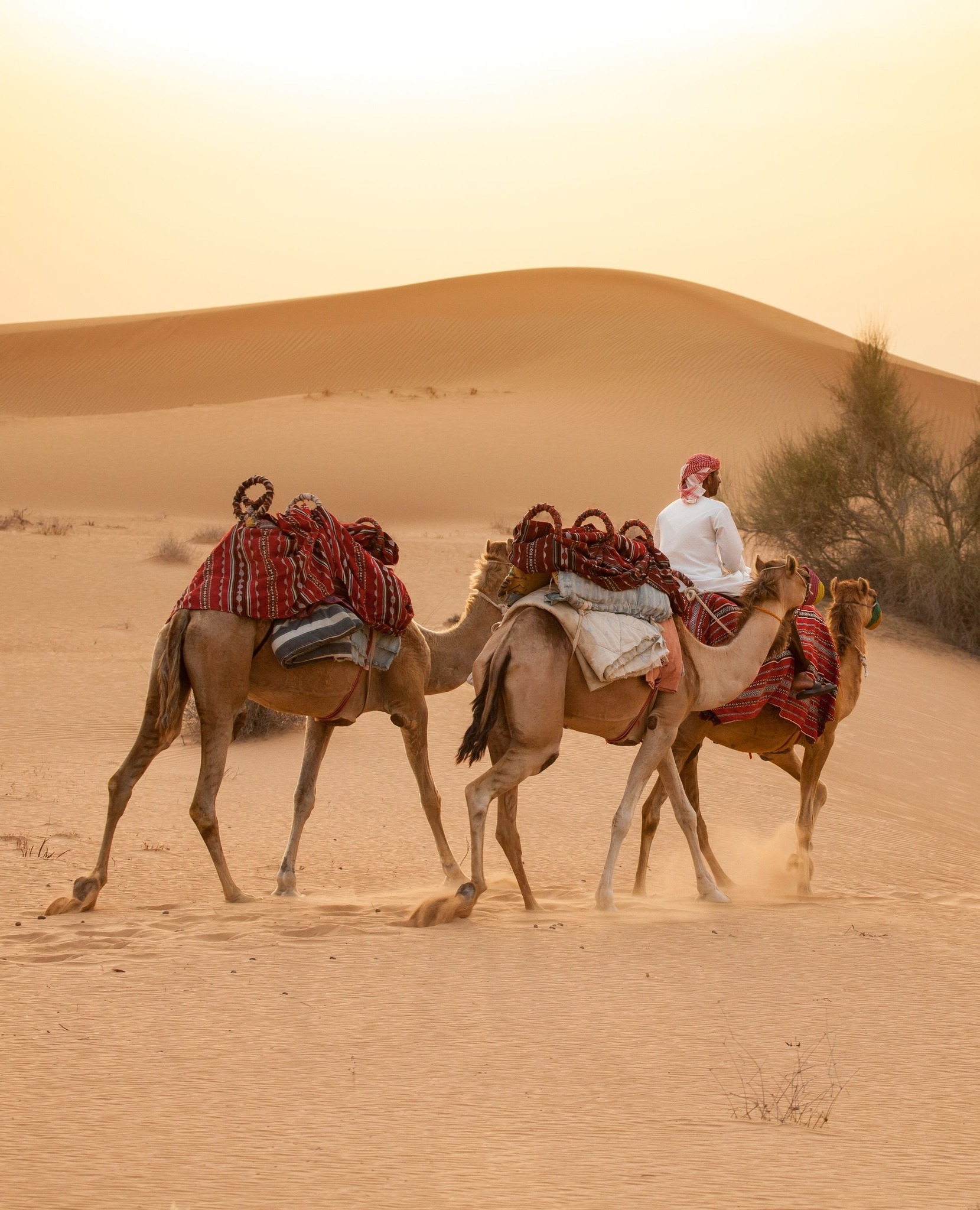 camel heritage