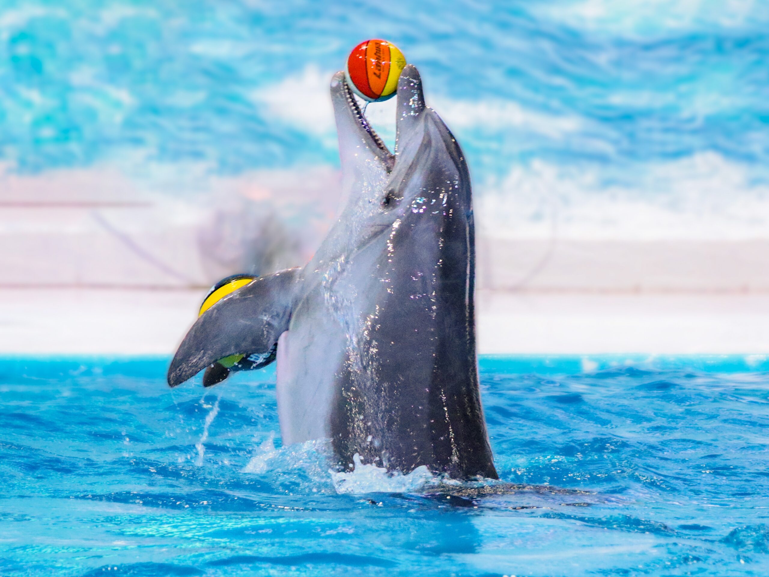 dolphin show dubai creek